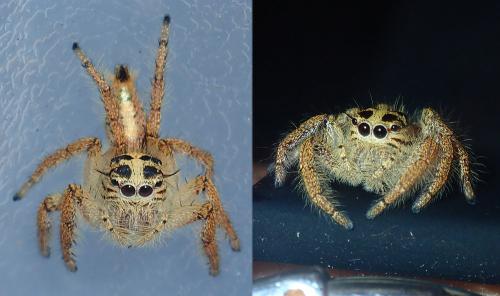 Réf. 212 776 : Hyllus sp.